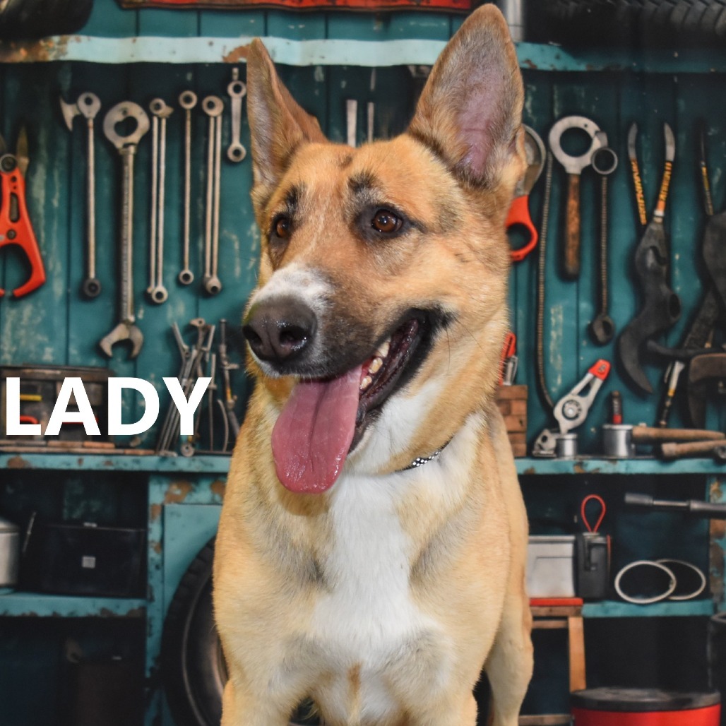 Lady