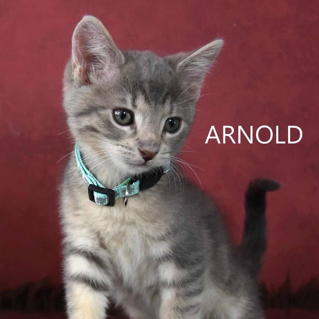  Arnold/Emilyo