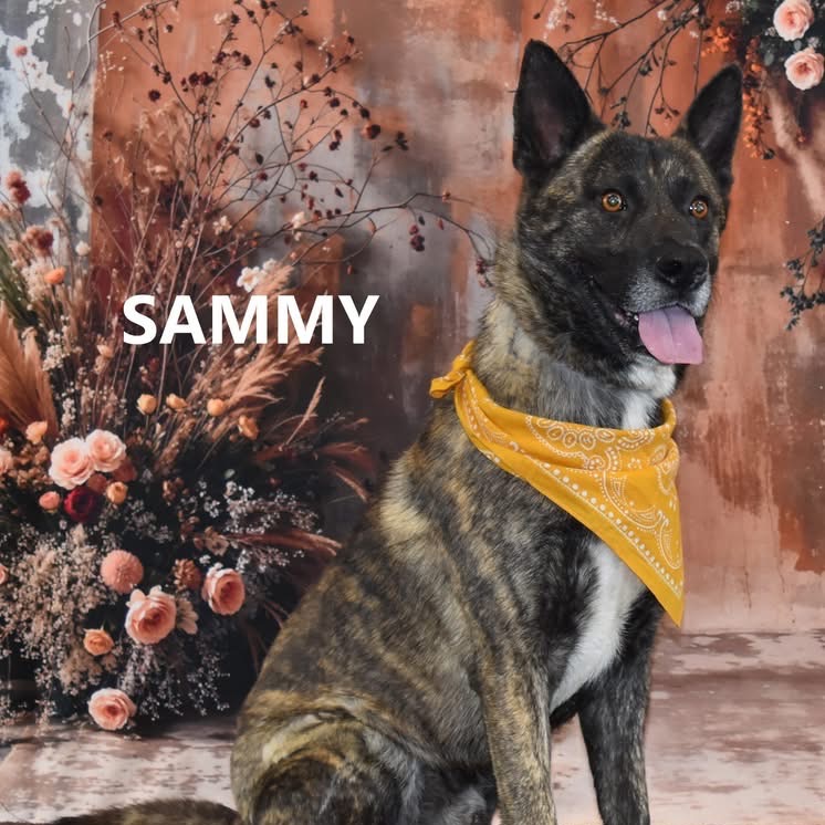 Sammy