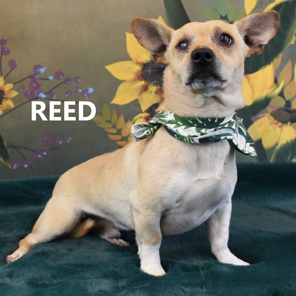 Reed