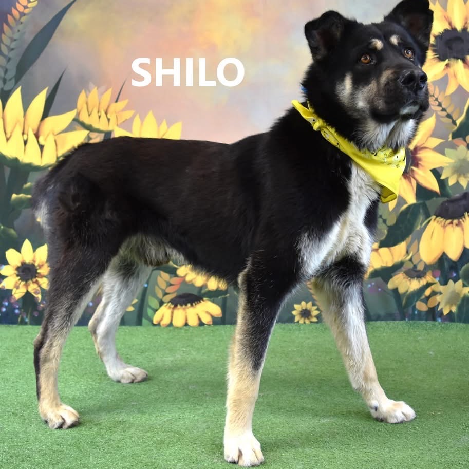 Shilo