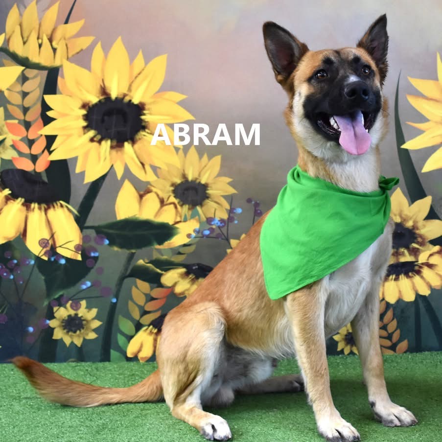 Abram 