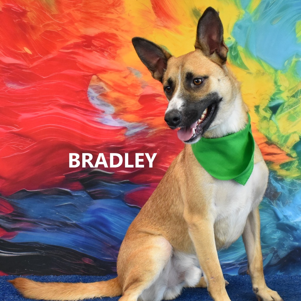 Bradley 