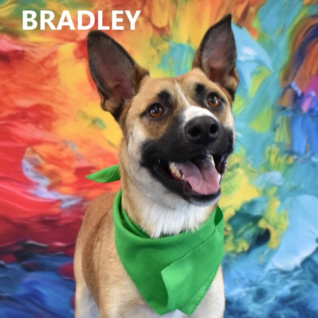 Bradley 