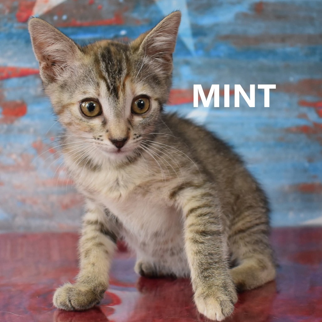 Mint/Roo