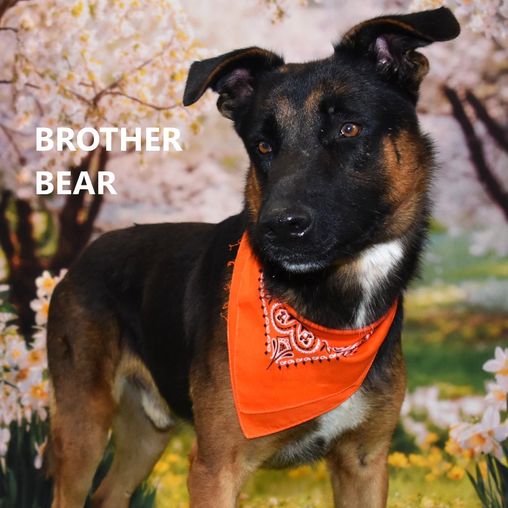 Brother Bear