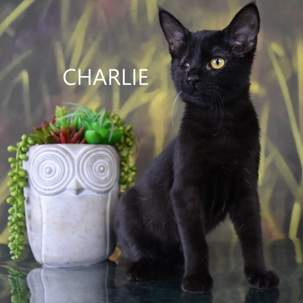 Charlie