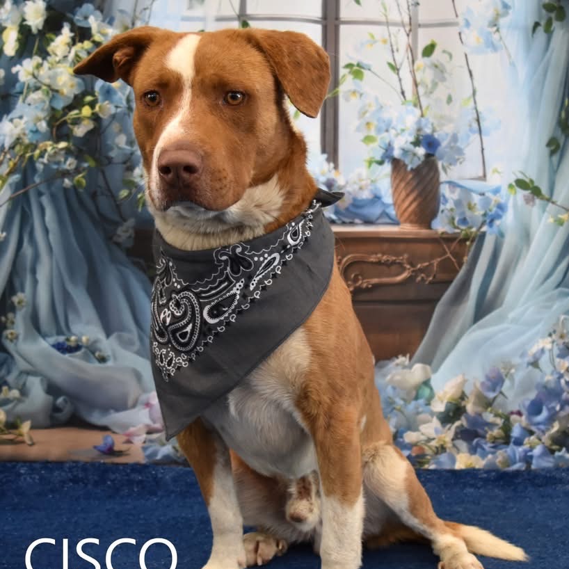 Cisco