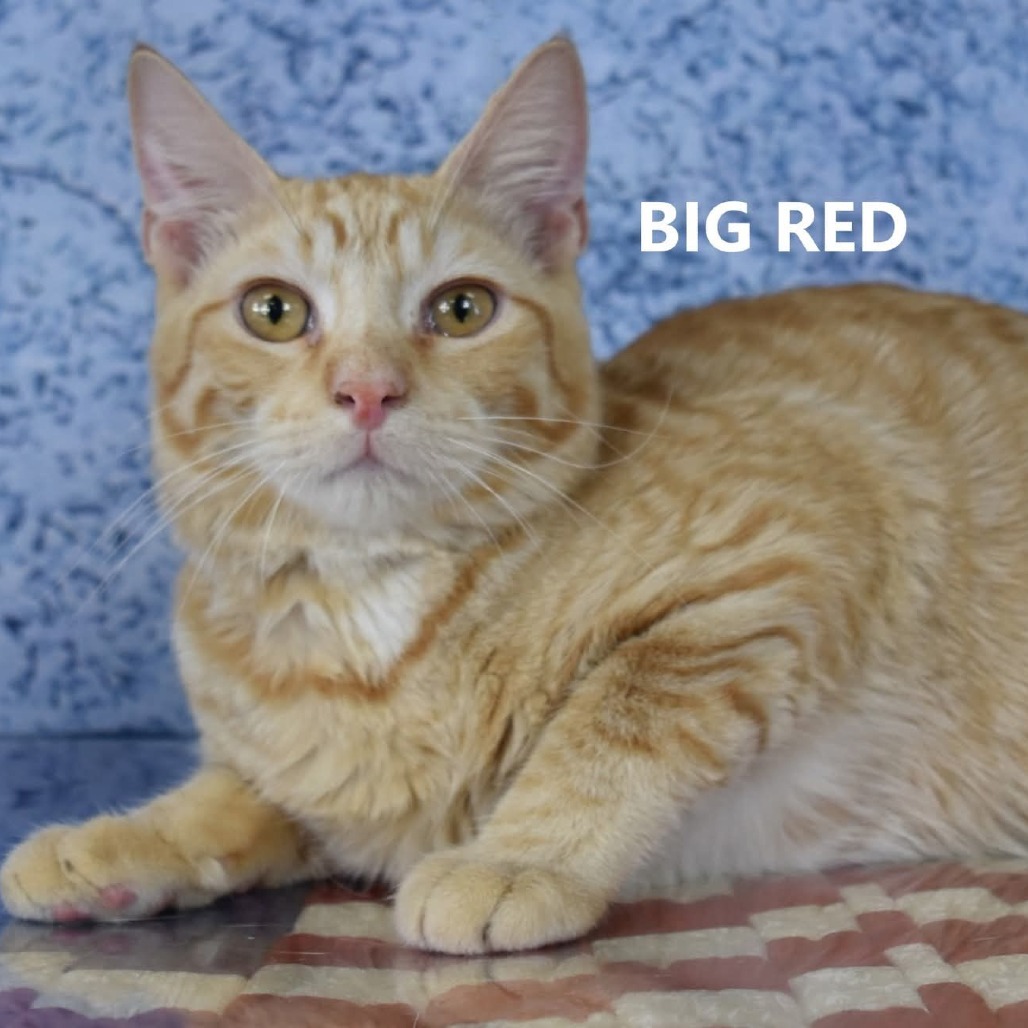 Lori/Big Red