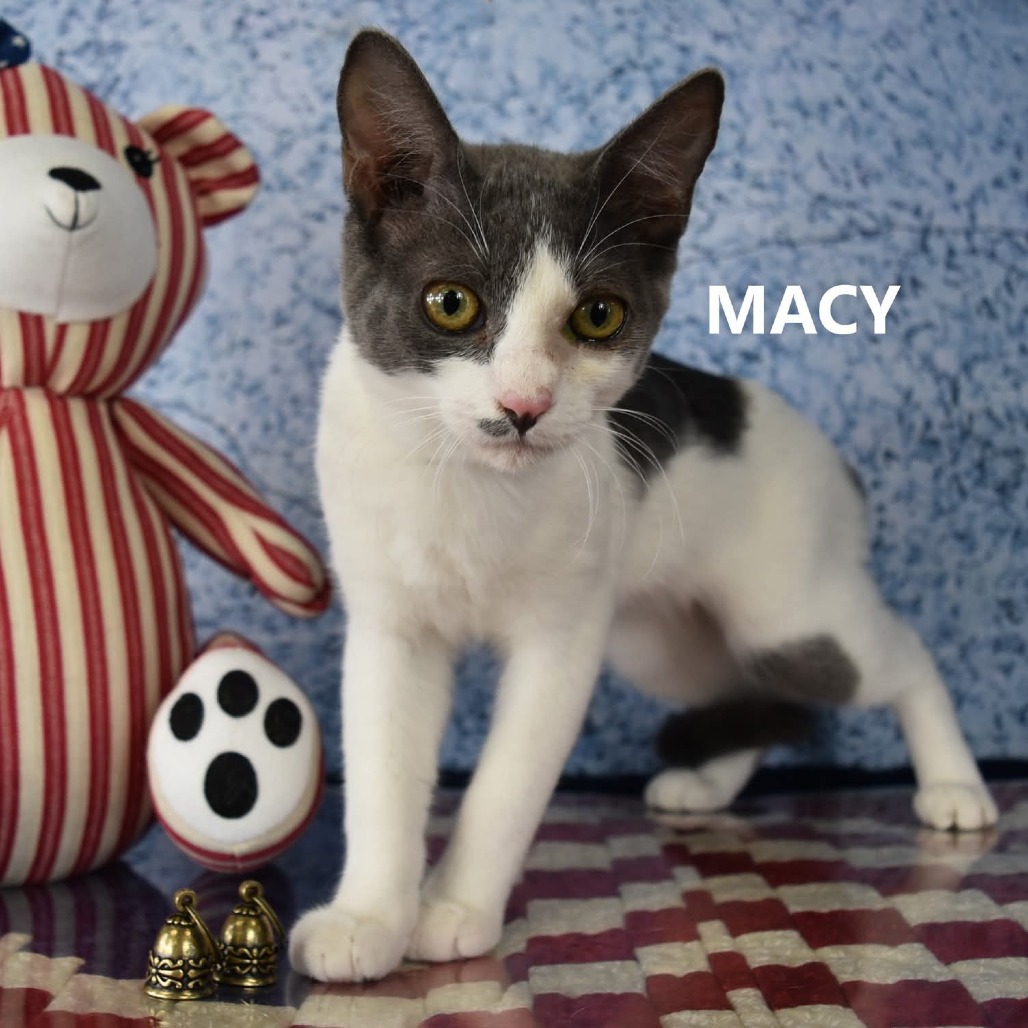 Glenn/MACY