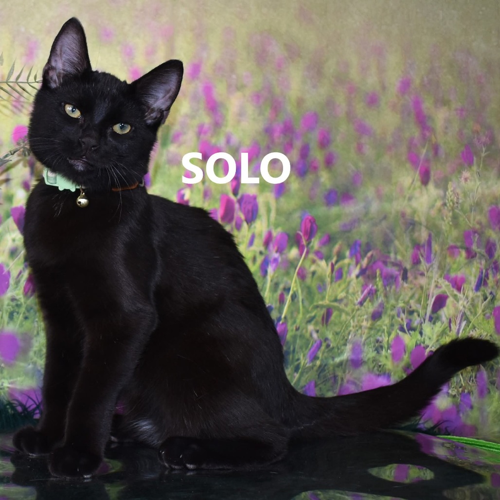 Solo