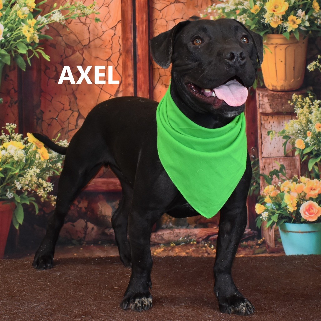Axel 