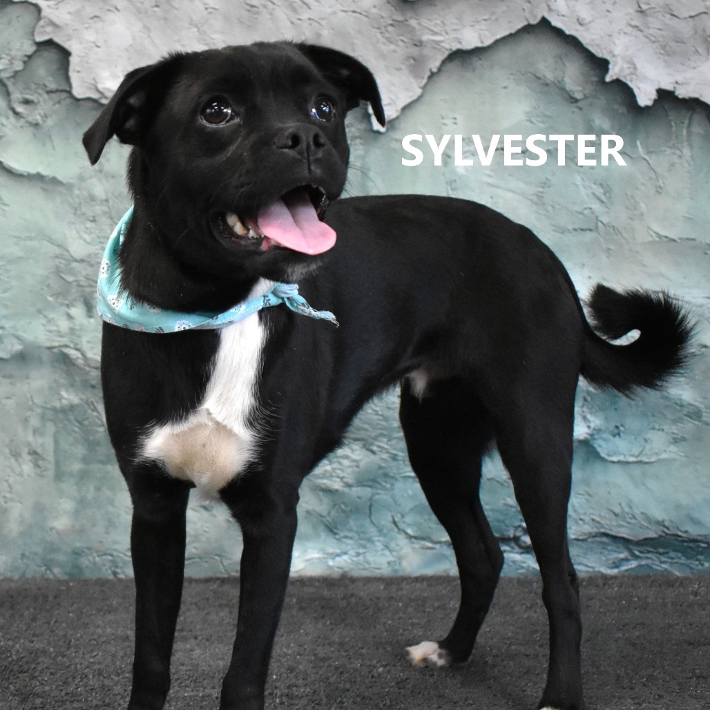 Sylvester