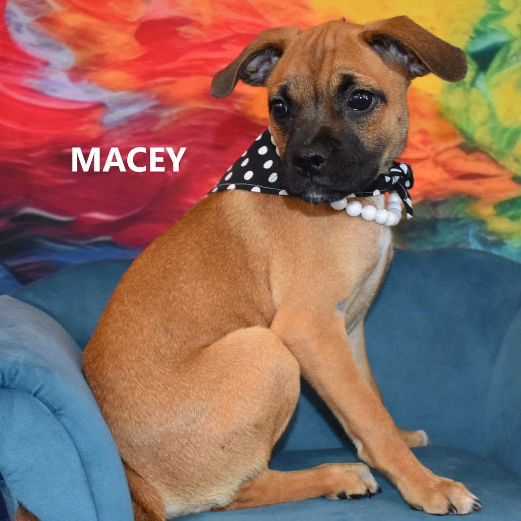 Macey 