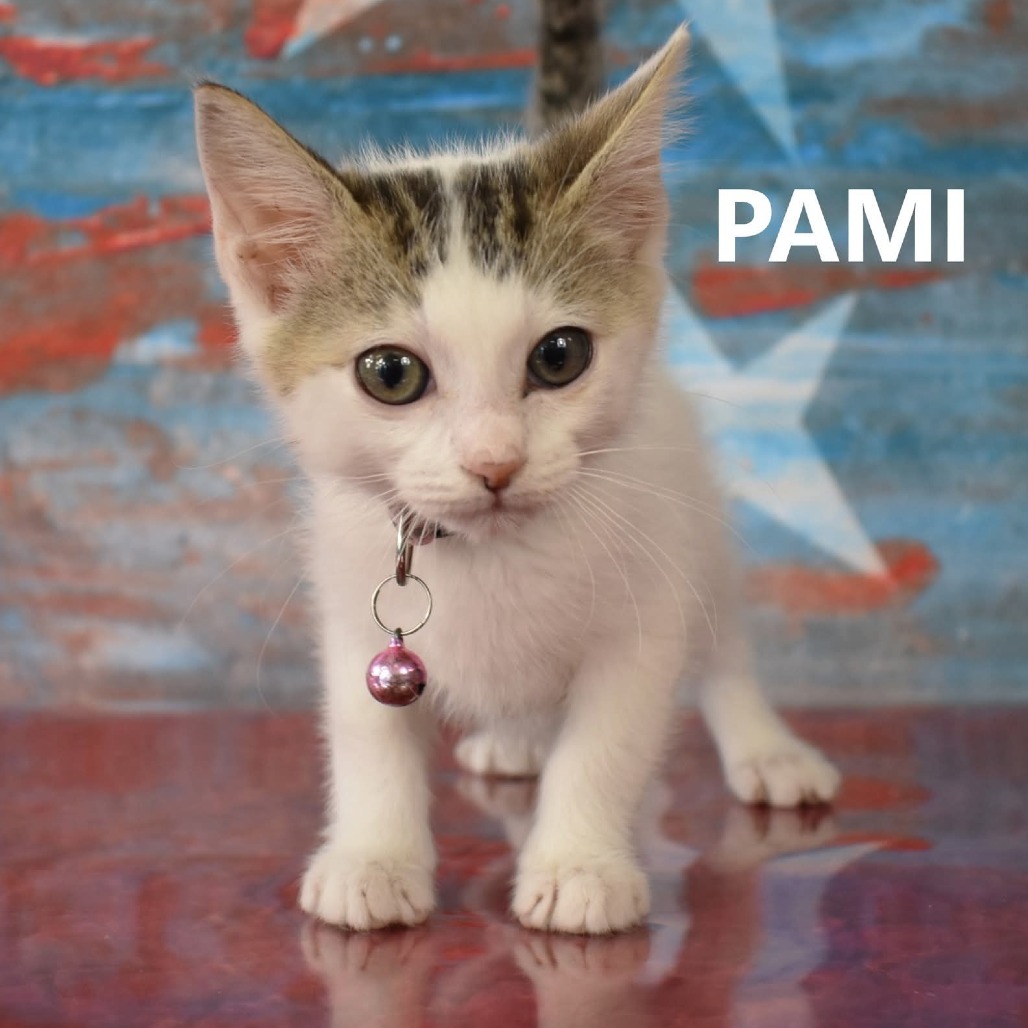Pami