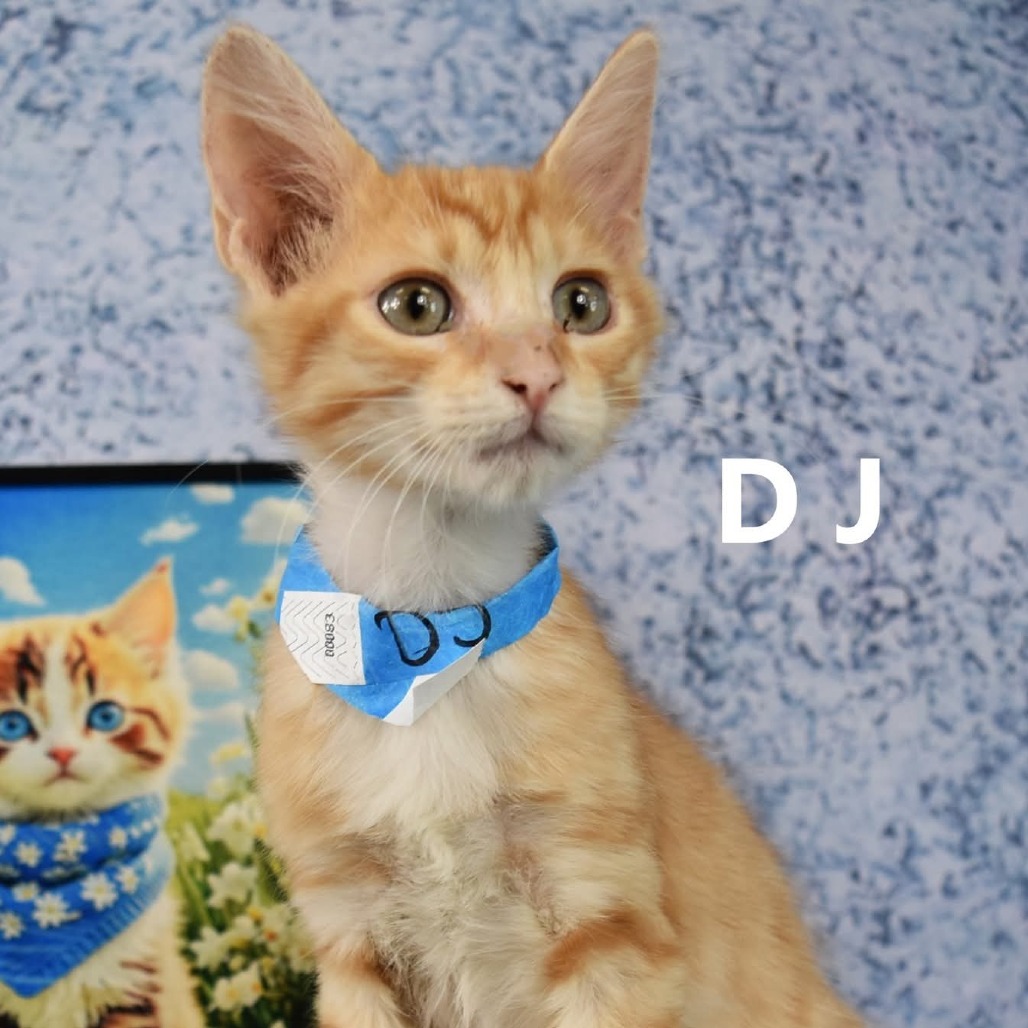 DJ