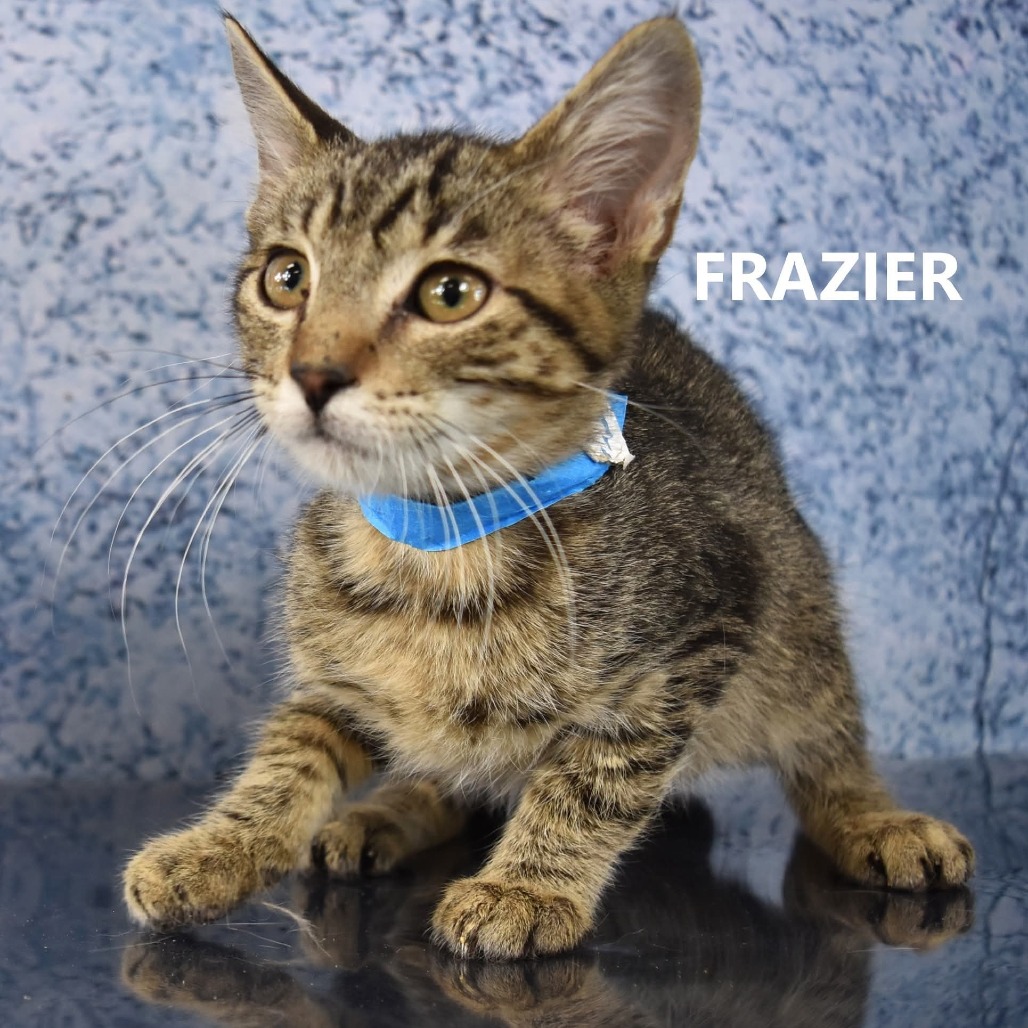 Frazier
