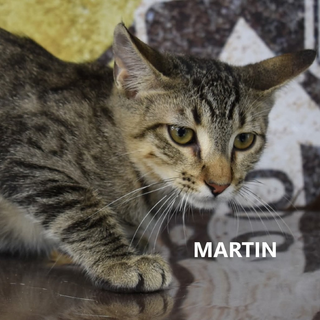 Martin