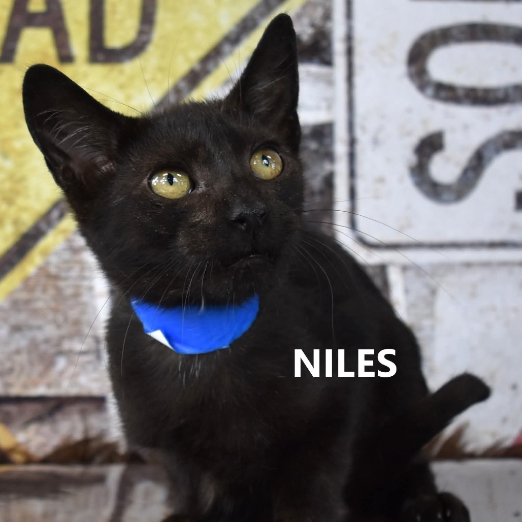 Niles