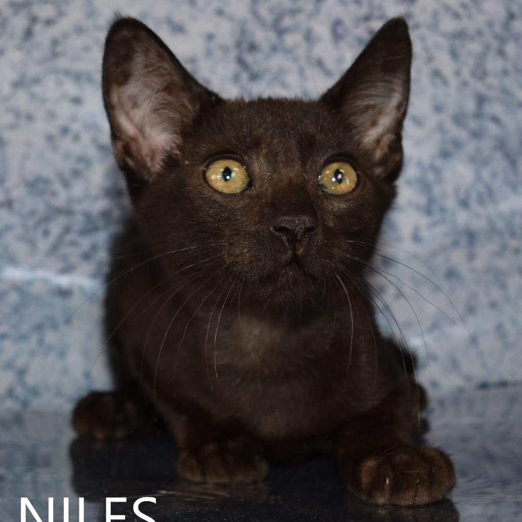 Niles