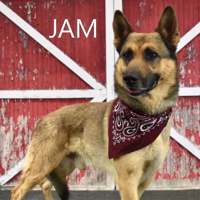 Jam