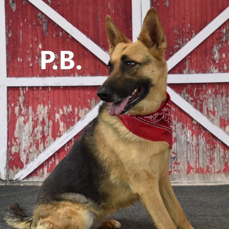 P.B