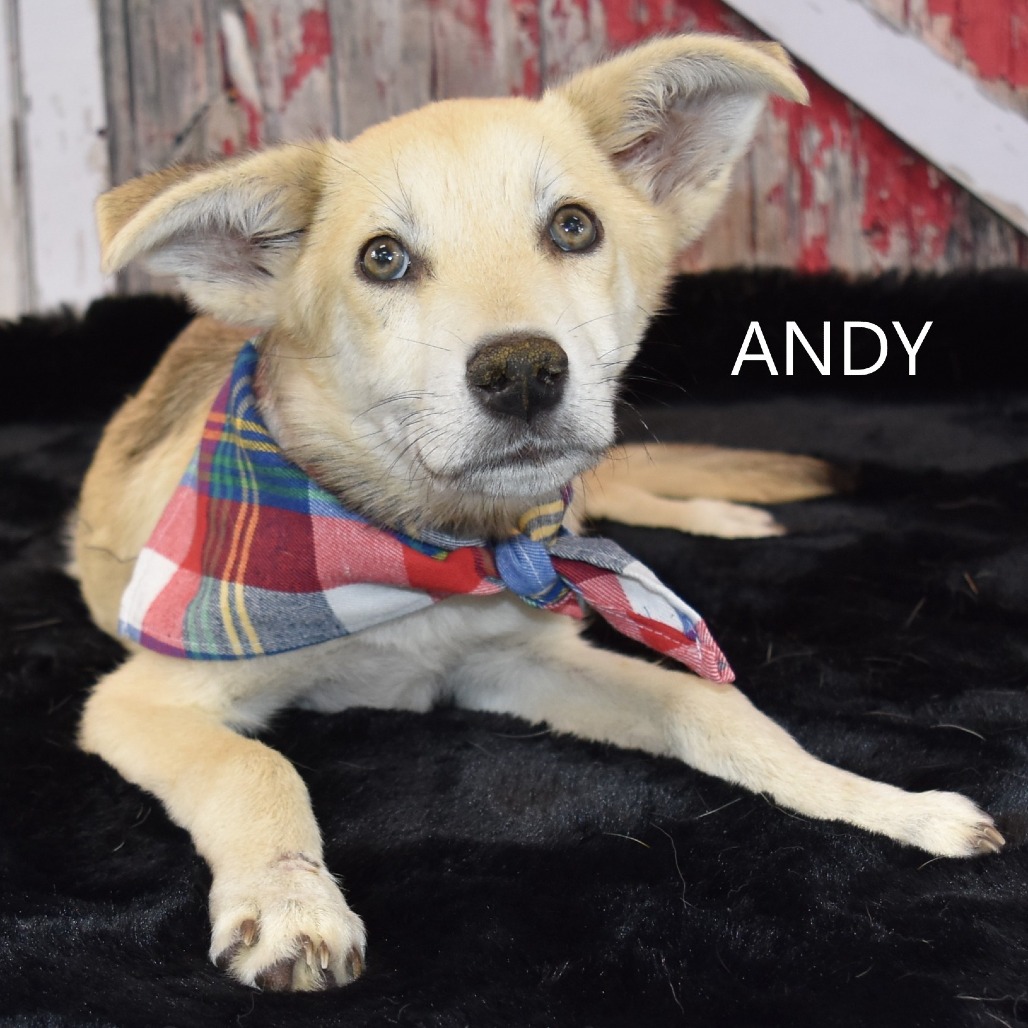 Andy