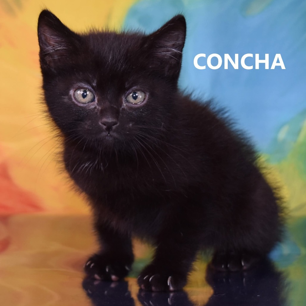 Concha