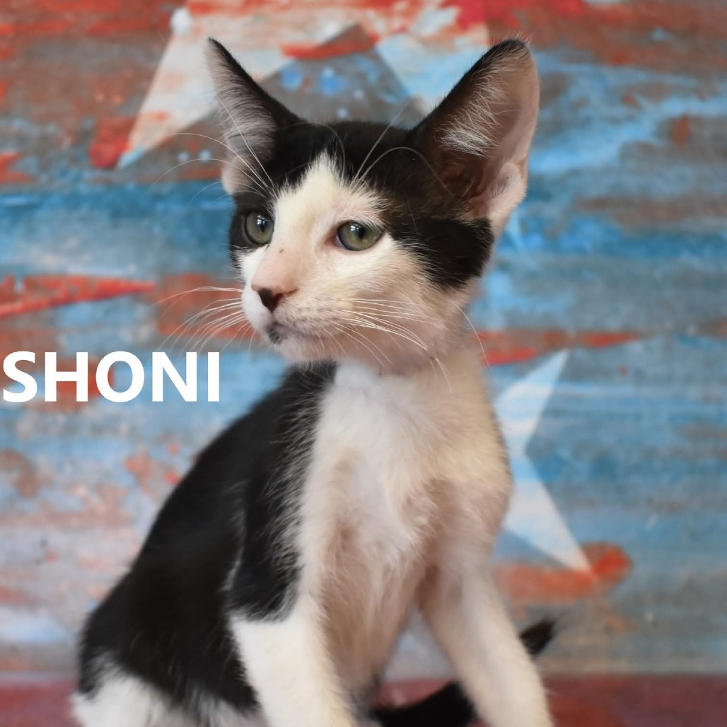 Shoni