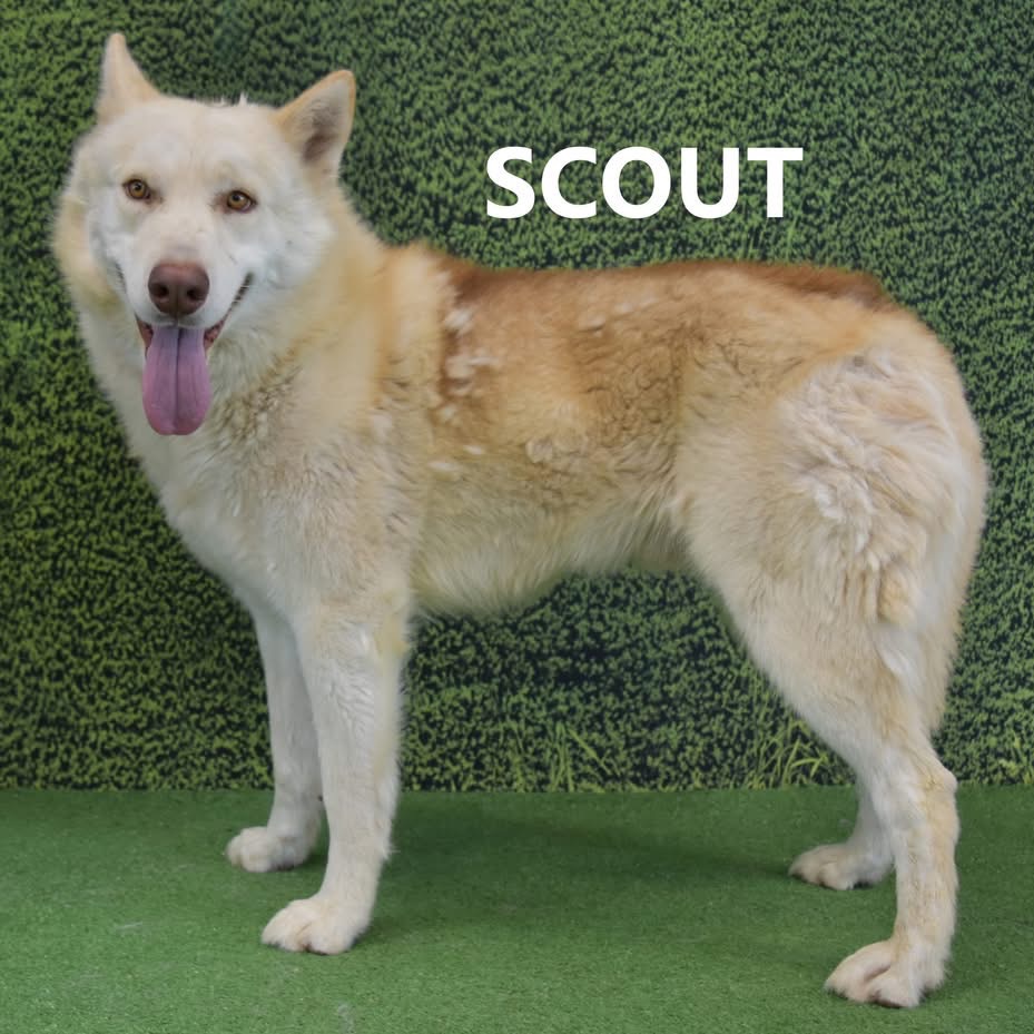 Scout