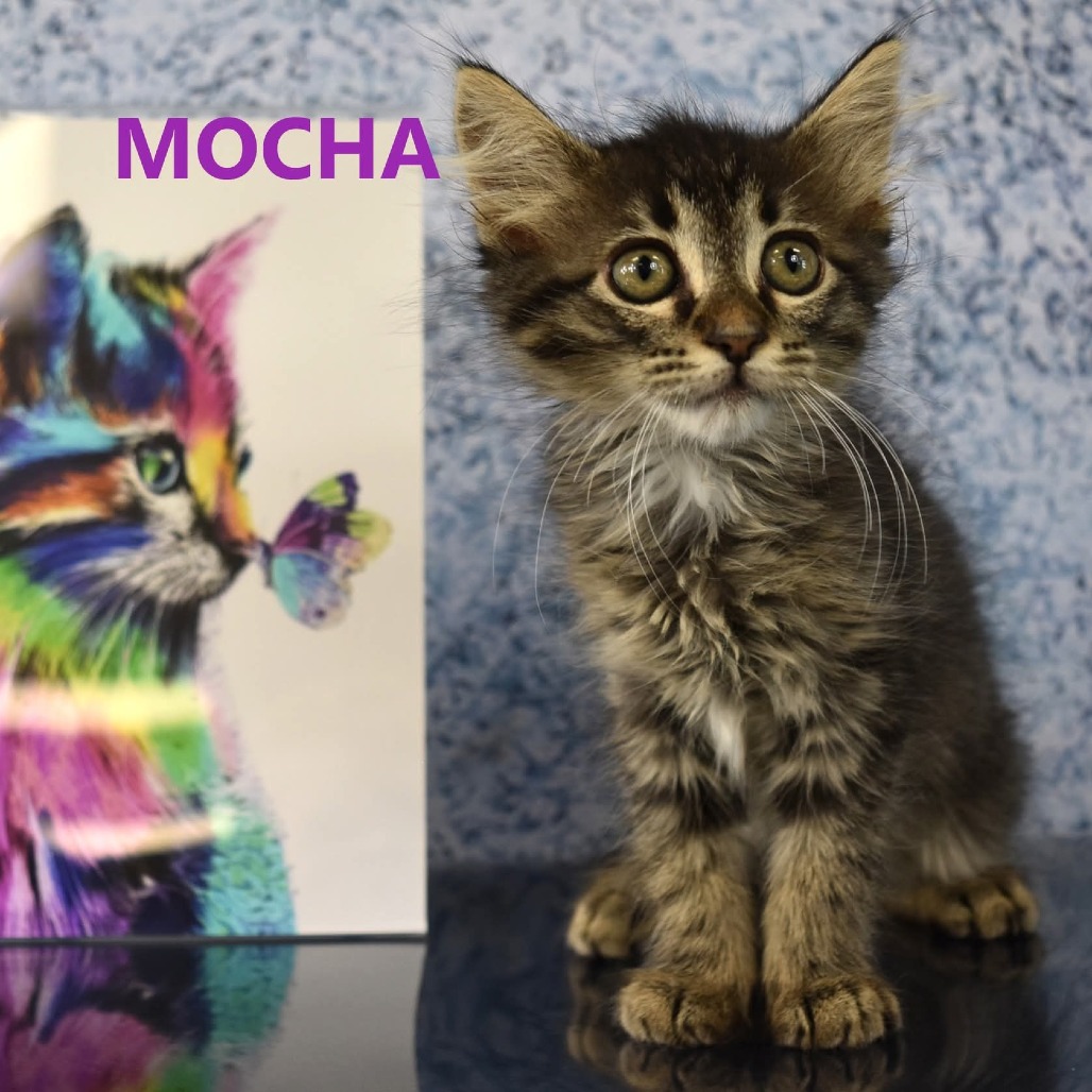 Mocha