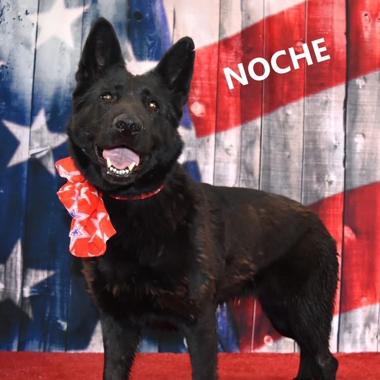 Noche