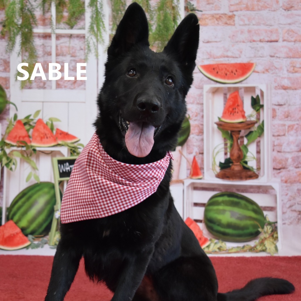 Sable