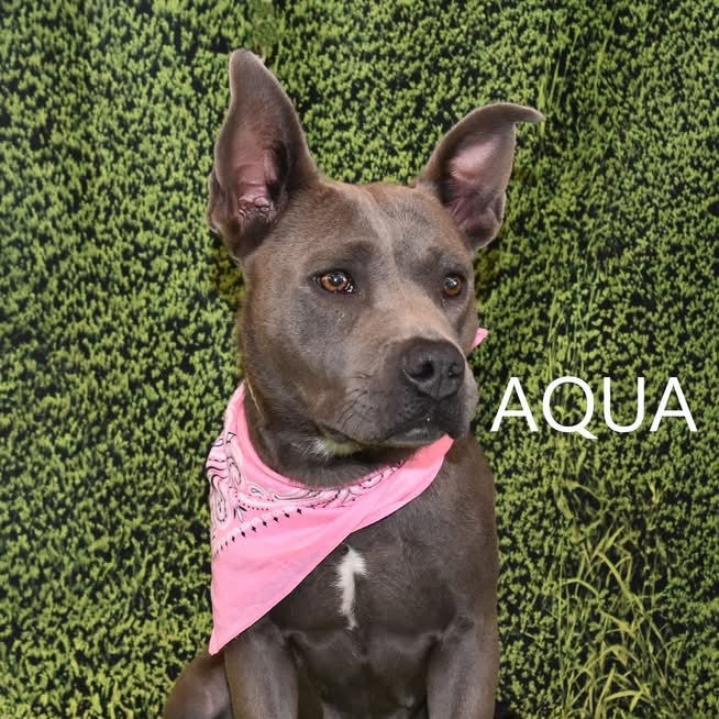 Aqua