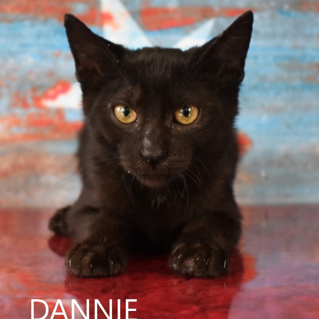 Dannie