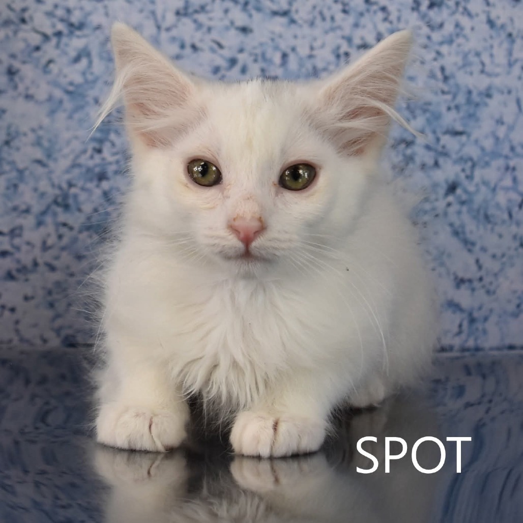 Spot