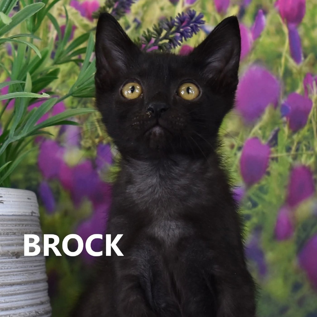 Brock