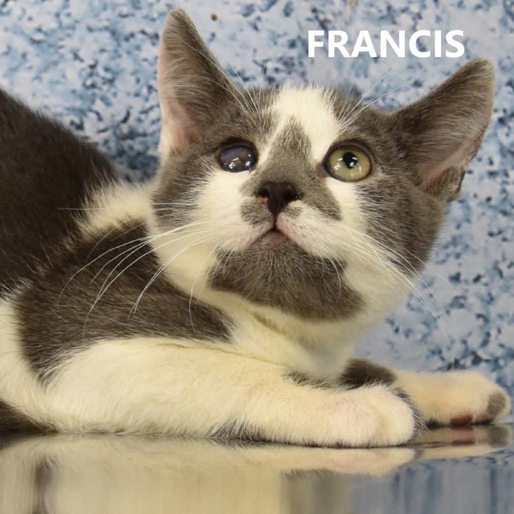 Francis