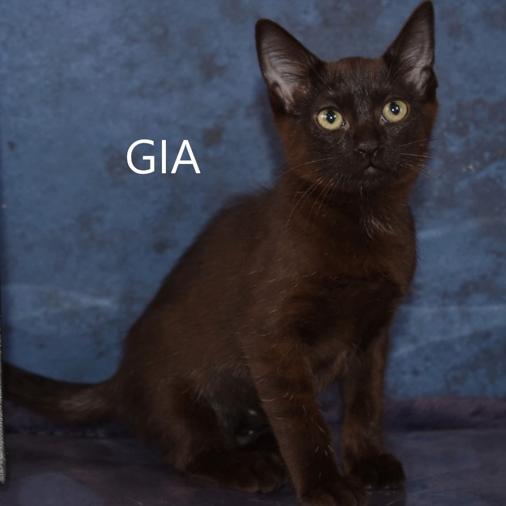 Gia