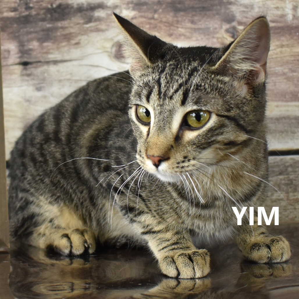 Yim