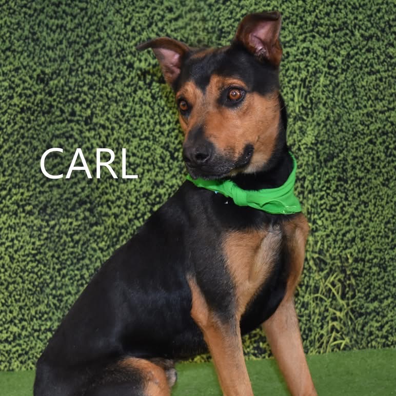 Carl