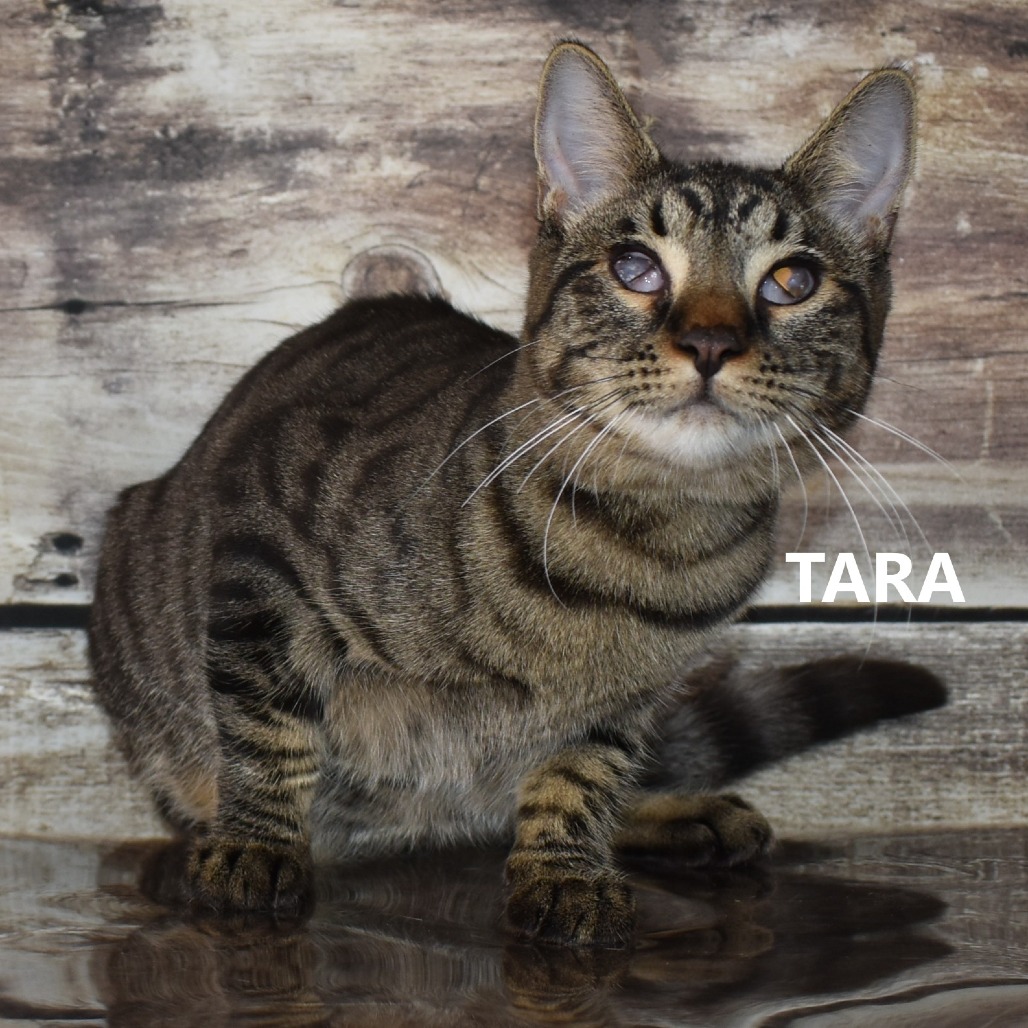 Tara