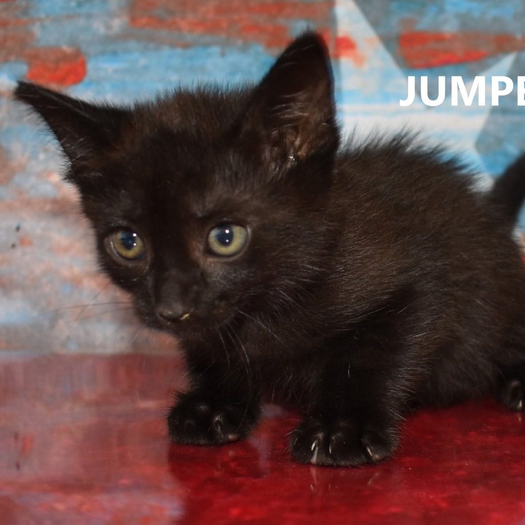 Jumper