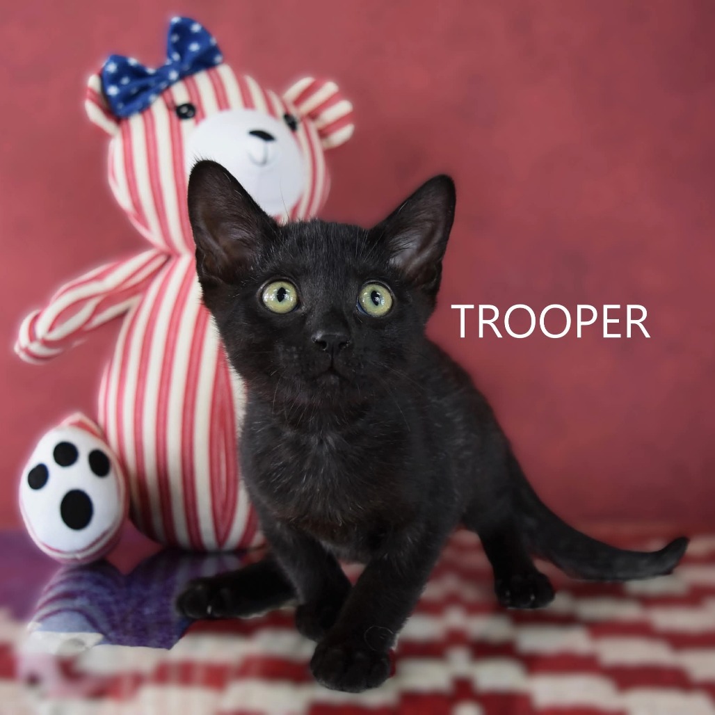 Trooper
