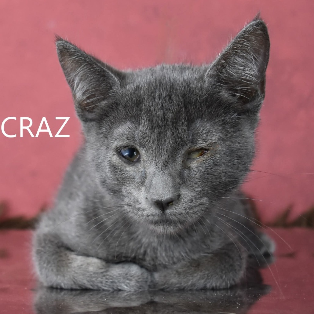 Craz