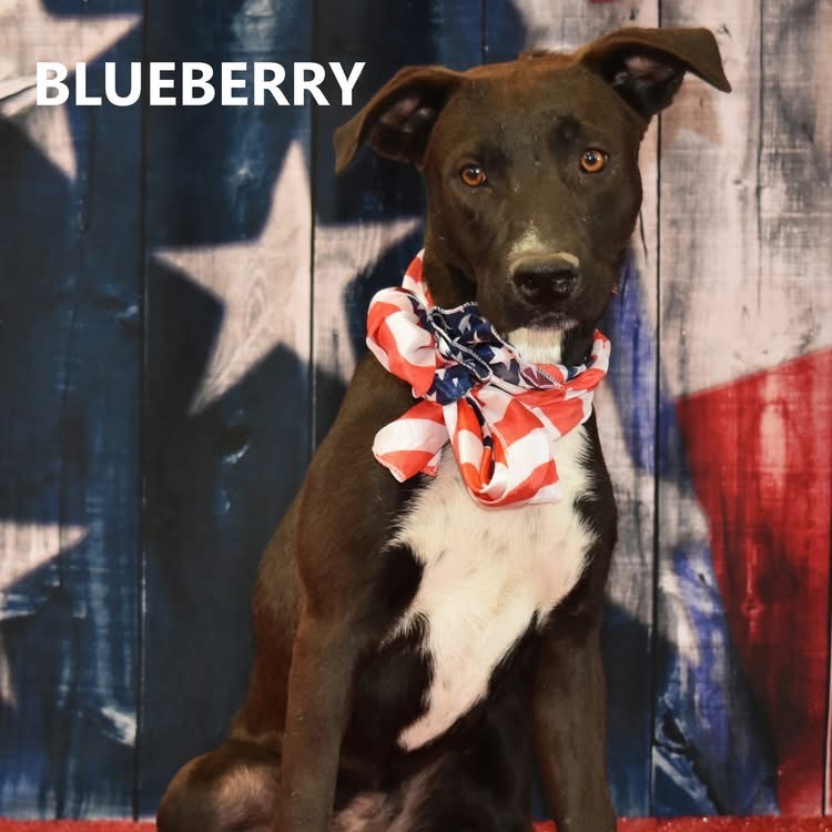 Blueberry