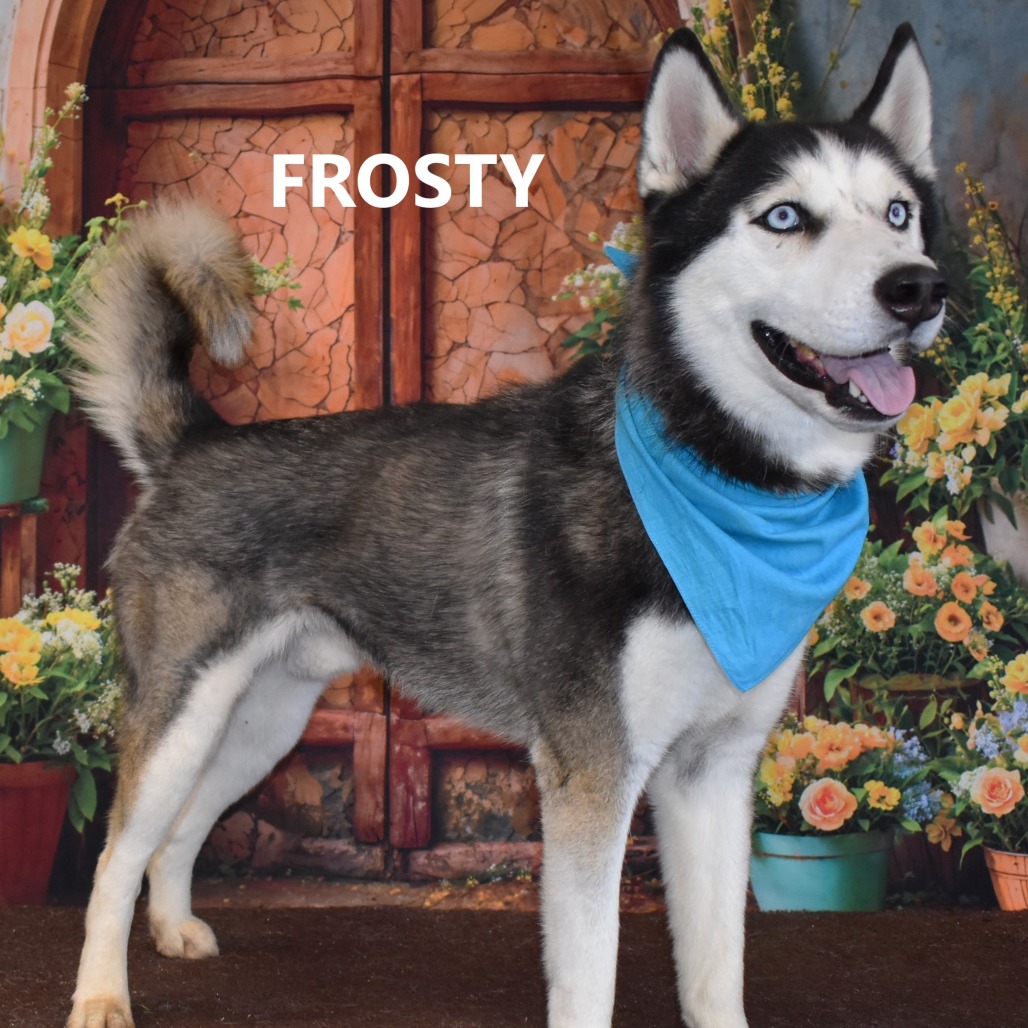Frosty