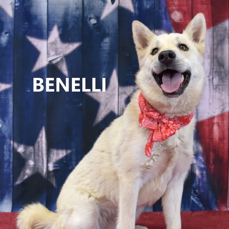 Benelli