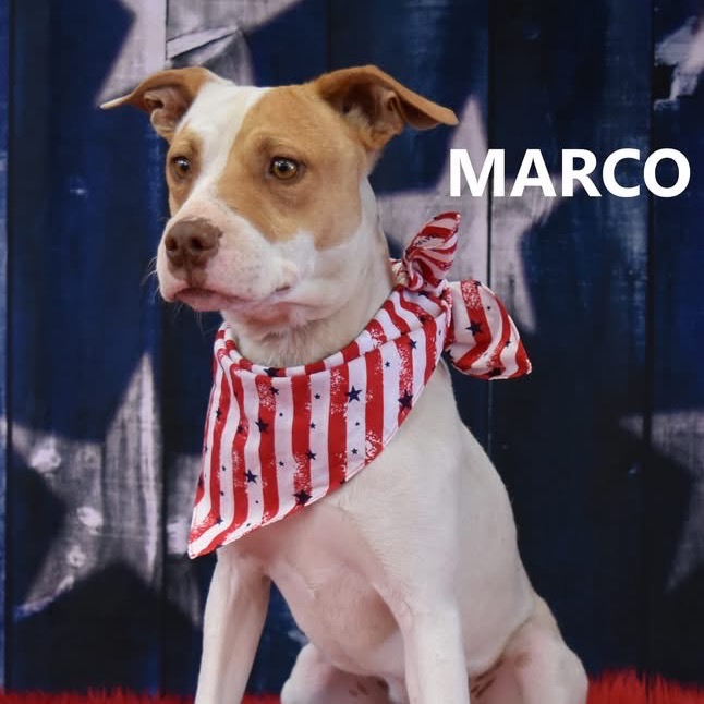 Marco 