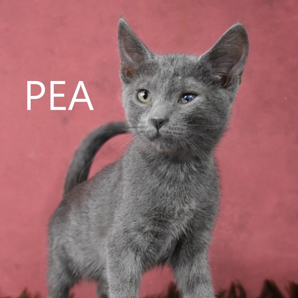 Pea